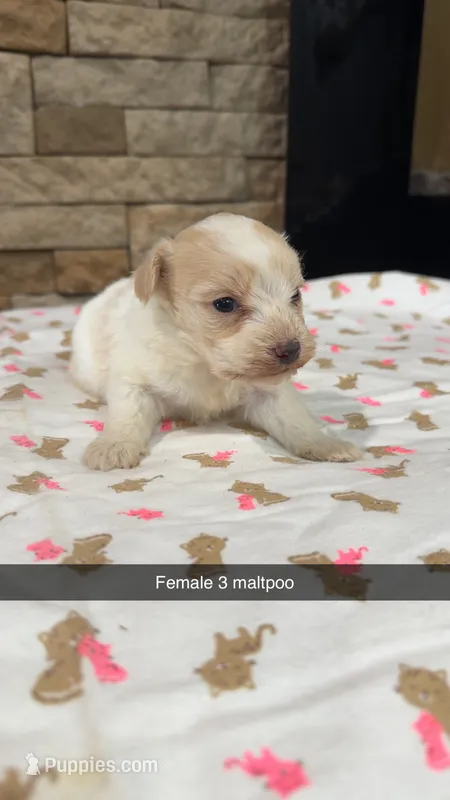 Frankie – Maltipoo puppy for sale in Williamstown, KY