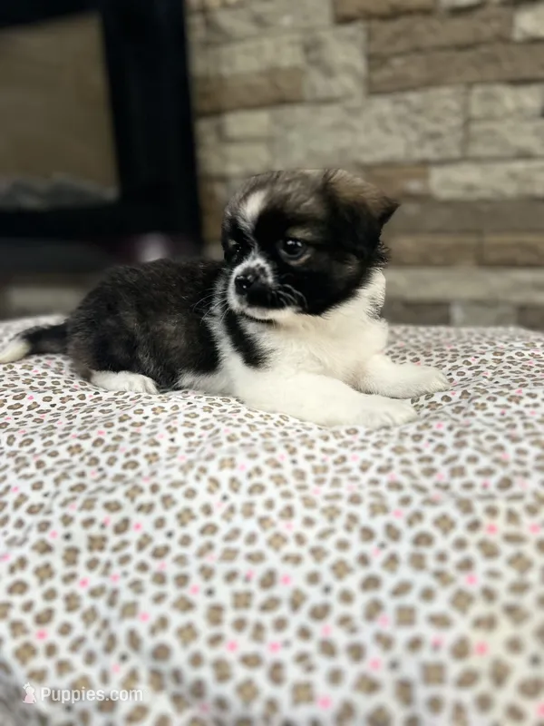 James – Pekingese puppy for sale in Williamstown, KY