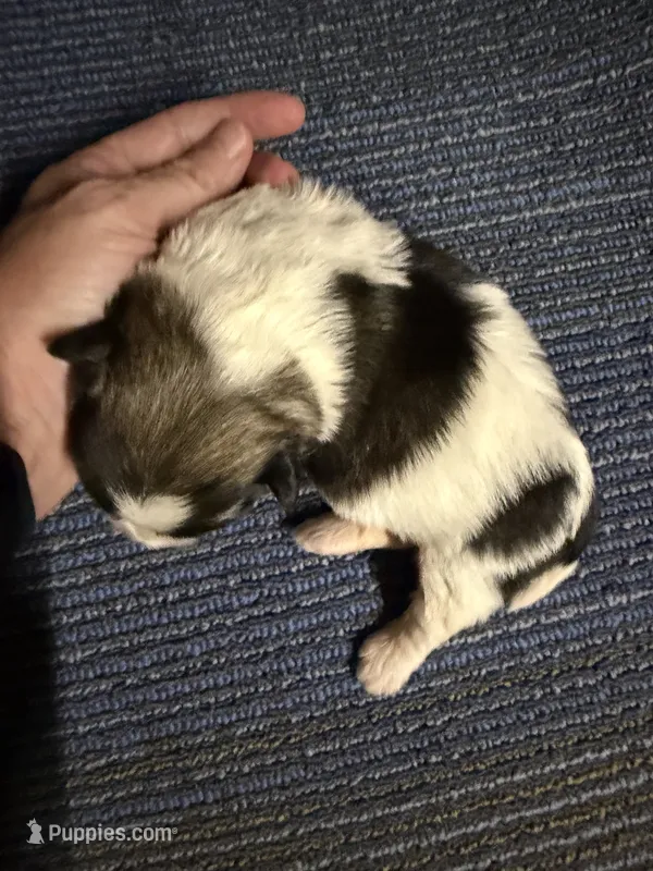Jean  – Shorkie puppy for sale in Williamstown, KY