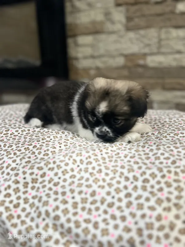 Sarah – Pekingese puppy for sale in Williamstown, KY