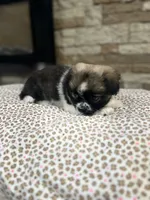 Sarah, a male Pekingese for sale in Williamstown, KY – 1 of 3