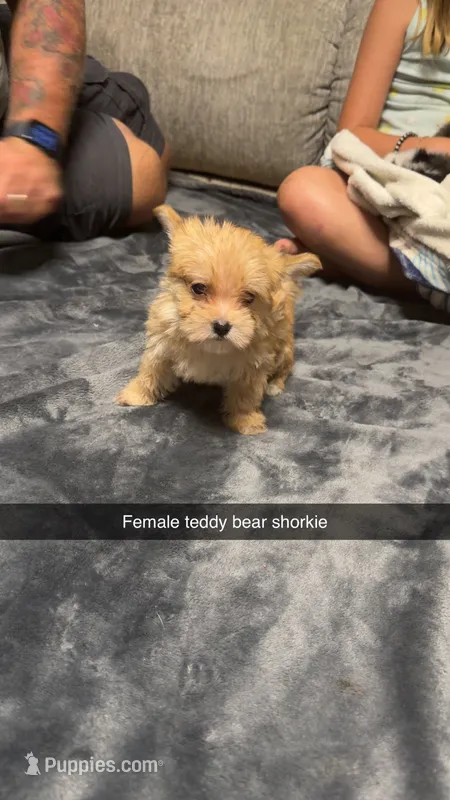 Anna  – Shorkie puppy for sale in Williamstown, KY