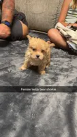 Anna , a female Shorkie for sale in Williamstown, KY – 2 of 2