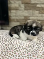 Sarah, a male Pekingese for sale in Williamstown, KY – 2 of 3