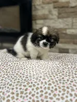 James, a male Pekingese for sale in Williamstown, KY – 2 of 3