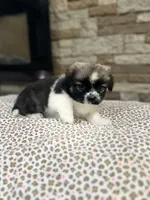 Sarah, a male Pekingese for sale in Williamstown, KY – 3 of 3