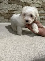 Candy, a female Maltipoo for sale in Williamstown, KY – 7 of 10