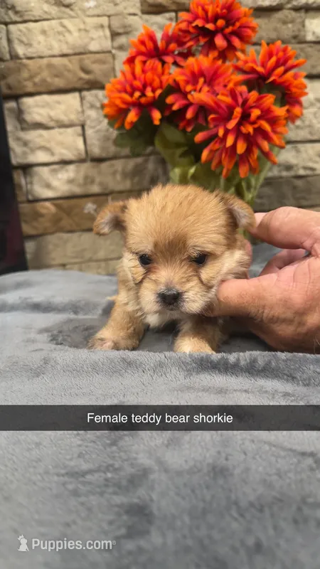 Anna  – Shorkie puppy for sale in Williamstown, KY