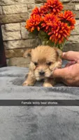 Anna , a female Shorkie for sale in Williamstown, KY – 1 of 1