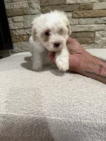 Candy, a female Maltipoo for sale in Williamstown, KY – 9 of 10