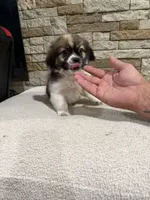 James, a male Bichon Frise and Pekingese for sale in Williamstown, KY – 4 of 6