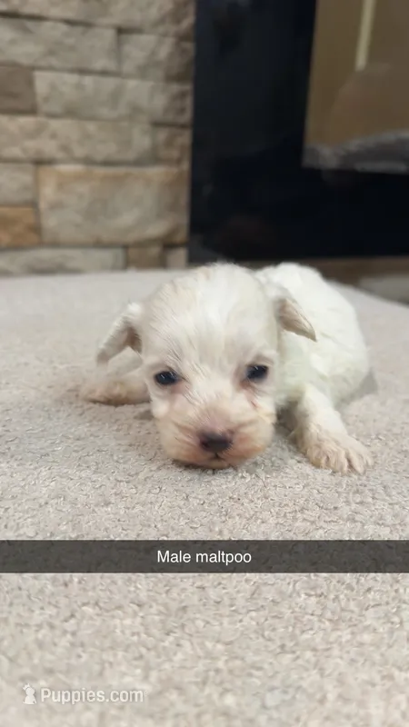 George – Maltipoo puppy for sale in Williamstown, KY