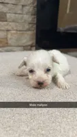 George, a male Maltipoo for sale in Williamstown, KY – 1 of 2