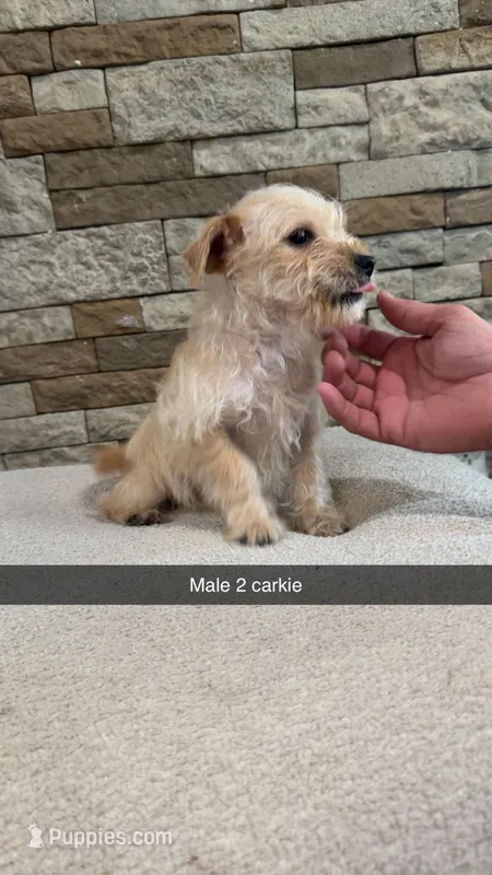 Jonny boy – Yorkshire Terrier puppy for sale in Williamstown, KY