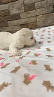Stella, a female Maltipoo for sale in Williamstown, KY – 2 of 2