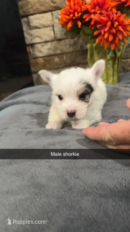 Baby boy  – Shorkie puppy for sale in Williamstown, KY