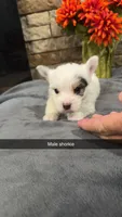 Baby boy , a male Shorkie for sale in Williamstown, KY – 1 of 1