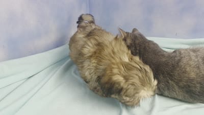 Itsi MC#8455, a female Shih Tzu for sale in Shelbyville, IN – 8 of 9