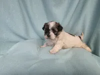 Fanny MC#6015, a female Shichon for sale in Shelbyville, IN – 4 of 7