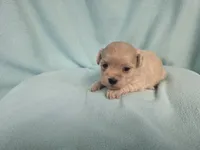 Fawny MC#6386, a female Shichon for sale in Shelbyville, IN – 5 of 9