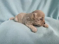 Fawny MC#6386, a female Shichon for sale in Shelbyville, IN – 1 of 9
