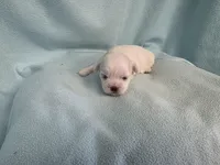 Dilly MC# 9366, a female Shichon for sale in Shelbyville, IN – Photo 5 of 7