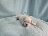 Dilly MC# 9366, a female Shichon for sale in Shelbyville, IN – Photo 6 of 7