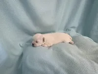 Dilly MC# 9366, a female Shichon for sale in Shelbyville, IN – Photo 7 of 7