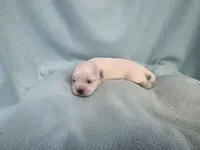 Dilly MC# 9366, a female Shichon for sale in Shelbyville, IN – Photo 4 of 7