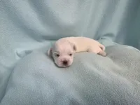 Dilly MC# 9366, a female Shichon for sale in Shelbyville, IN – Photo 3 of 7