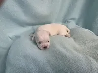 Dilly MC# 9366, a female Shichon for sale in Shelbyville, IN – Photo 2 of 7