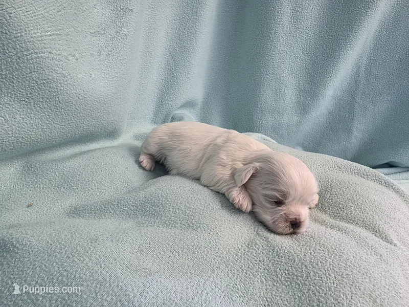 Dilly MC# 9366 – Shichon puppy for sale in Shelbyville, IN