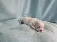 Dilly MC# 9366, a female Shichon for sale in Shelbyville, IN – Photo 1 of 7