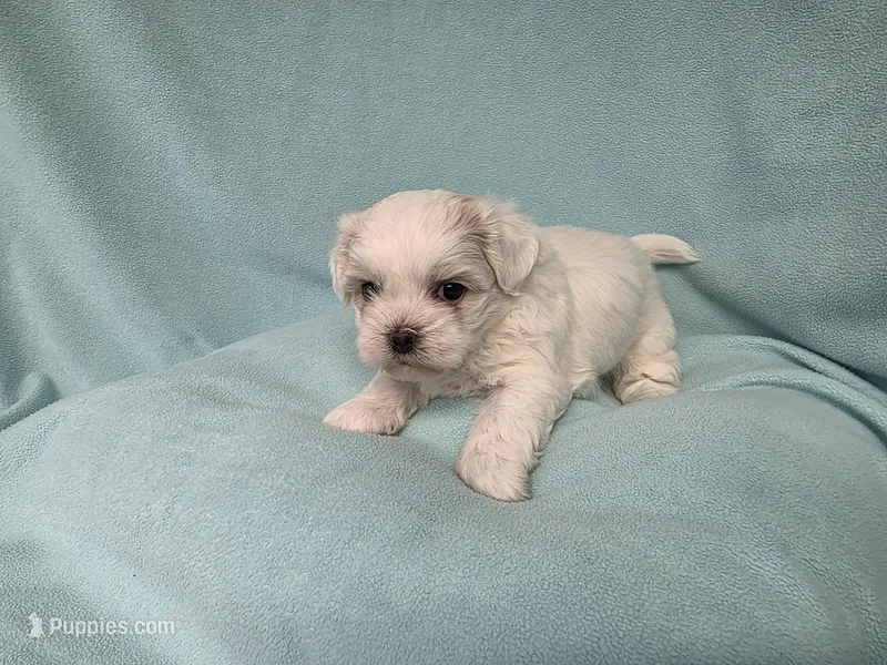 Dilly MC# 9366 – Shichon puppy for sale in Shelbyville, IN
