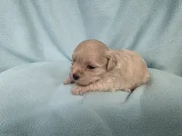 Fawny MC#6386, a female Shichon for sale in Shelbyville, IN – 3 of 9