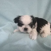 Raggs MC# 4933, a male Shih Tzu for sale in Shelbyville, IN – Photo 4 of 8