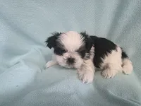 Raggs MC# 4933, a male Shih Tzu for sale in Shelbyville, IN – Photo 4 of 8