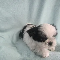 Raggs MC# 4933, a male Shih Tzu for sale in Shelbyville, IN – Photo 3 of 8