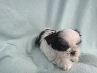 Raggs MC# 4933, a male Shih Tzu for sale in Shelbyville, IN – Photo 3 of 8