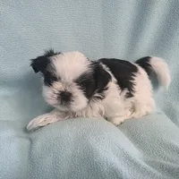 Raggs MC# 4933, a male Shih Tzu for sale in Shelbyville, IN – Photo 7 of 8