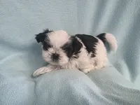 Raggs MC# 4933, a male Shih Tzu for sale in Shelbyville, IN – Photo 7 of 8