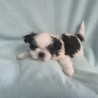 Raggs MC# 4933, a male Shih Tzu for sale in Shelbyville, IN – Photo 5 of 8