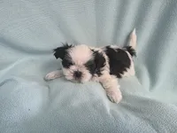 Raggs MC# 4933, a male Shih Tzu for sale in Shelbyville, IN – Photo 5 of 8