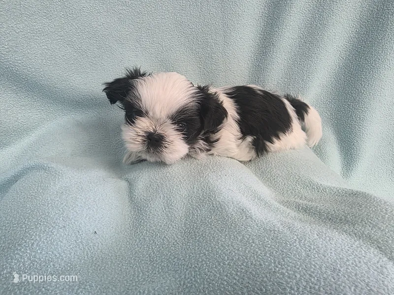 Raggs MC# 4933 – Shih Tzu puppy for sale in Shelbyville, IN