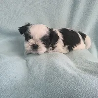 Raggs MC# 4933, a male Shih Tzu for sale in Shelbyville, IN – Photo 1 of 8