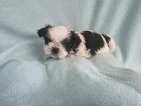 Raggs MC# 4933, a male Shih Tzu for sale in Shelbyville, IN – Photo 2 of 8