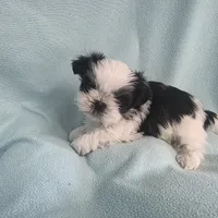 Raggs MC# 4933, a male Shih Tzu for sale in Shelbyville, IN – Photo 6 of 8