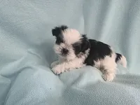 Raggs MC# 4933, a male Shih Tzu for sale in Shelbyville, IN – Photo 6 of 8