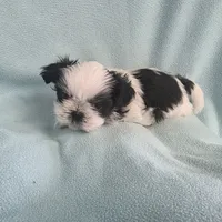 Raggs MC# 4933, a male Shih Tzu for sale in Shelbyville, IN – Photo 2 of 8