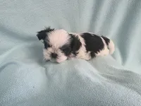 Raggs MC# 4933, a male Shih Tzu for sale in Shelbyville, IN – Photo 1 of 8